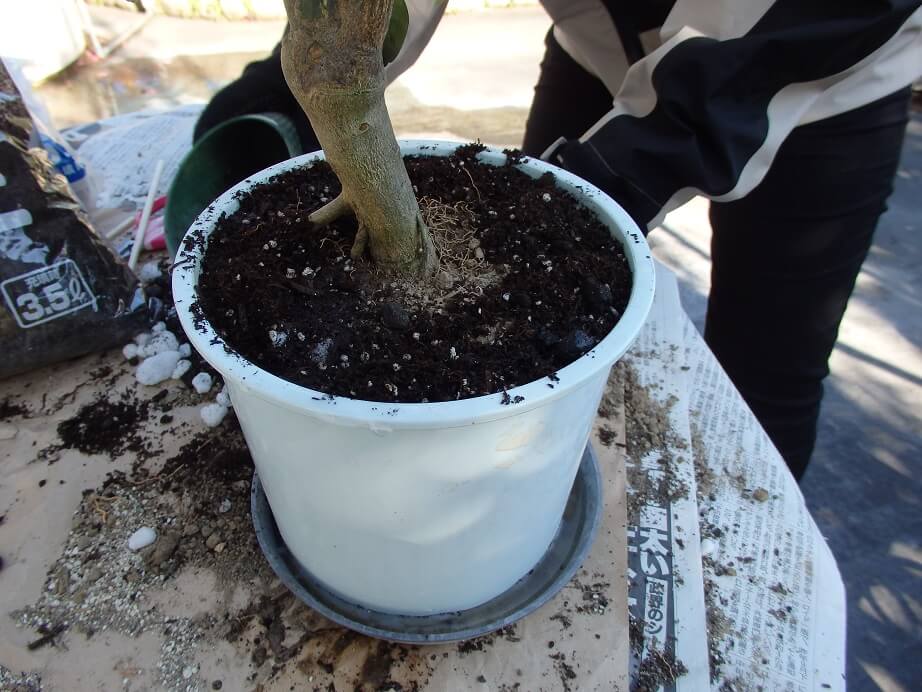 大実キンカン苗-植え替え-バーク堆肥を被せた写真