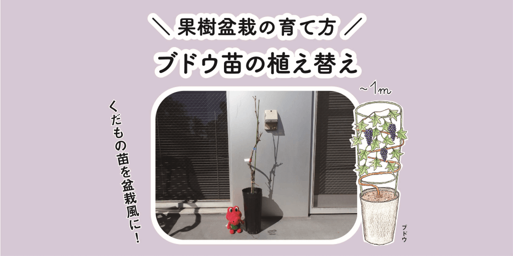 初心者向け ブドウ苗 キャンベル アーリー の植え替え 果樹盆栽の育て方 切るを楽しむ アルスコーポレーション株式会社 初心者向け ブドウ苗 キャンベル アーリー の植え替え 果樹盆栽の育て方 切るを楽しむ アルスコーポレーション株式会社