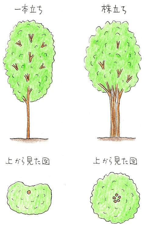 「１本立ち」と「株立ち」の説明イラスト