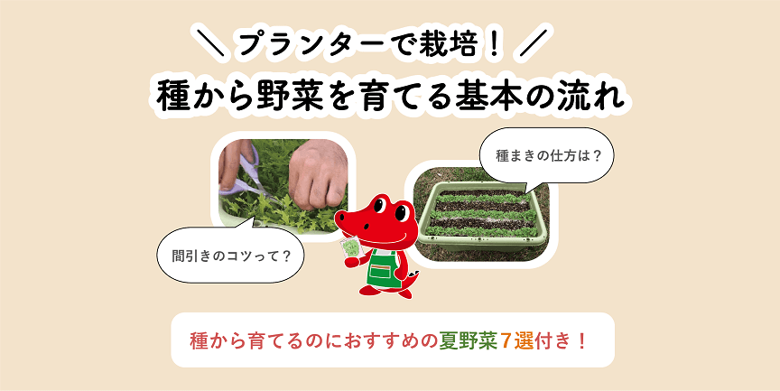 プランターで種から野菜を育てる基本の流れ｜おすすめの夏野菜7選つき