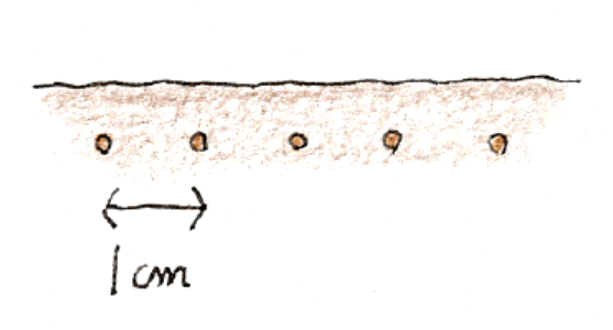 種のまき方ーすじまきの際の種のまき方説明イラスト