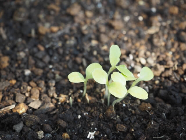 初心者向け プランターで種から野菜を育てる基本の流れ おすすめの夏野菜7選つき 切るを楽しむ アルスコーポレーション株式会社