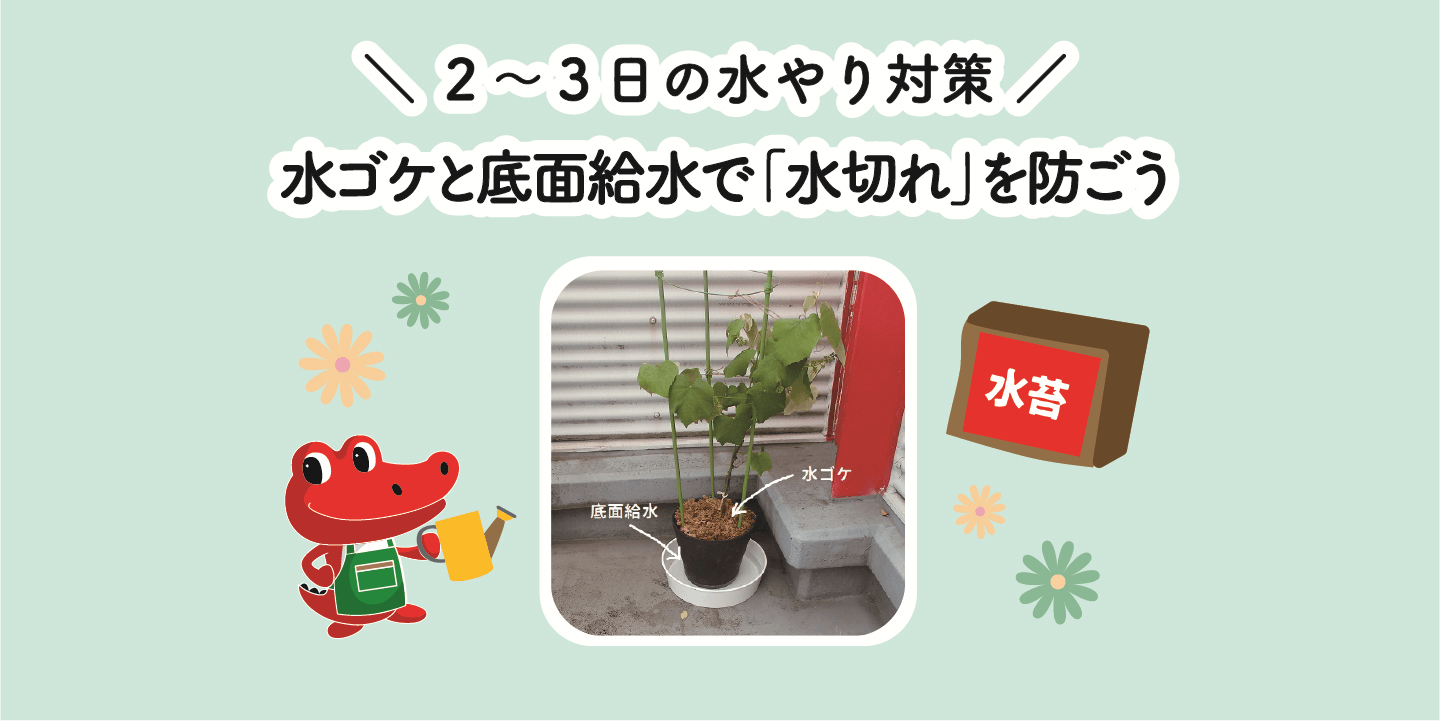 ２ ３日留守にする時の水やり対策 水ゴケと腰水で 水切れ を防ごう 切るを楽しむ アルスコーポレーション株式会社