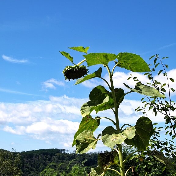 植物の「水切れ」とは？_萎れた植物の様子