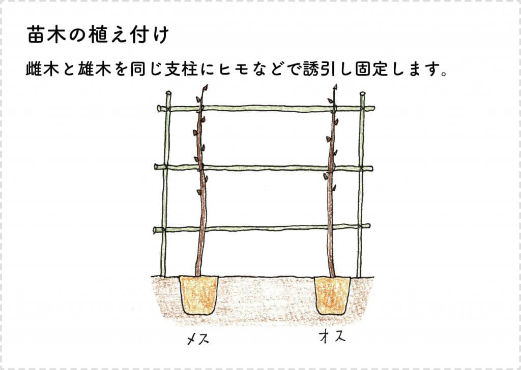 キウイフルーツの苗木の植え付けのイラスト