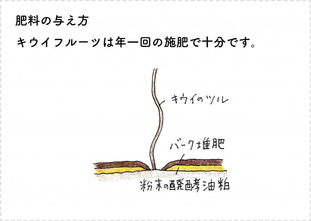 キウイフルーツの育て方 苗木の選び方 剪定 収穫まで 切るを楽しむ アルスコーポレーション株式会社