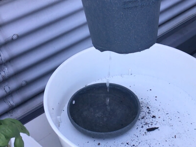 バジル苗の植え付け-水は鉢底から流れ出るくらい