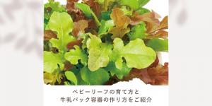 ベビーリーフの育て方