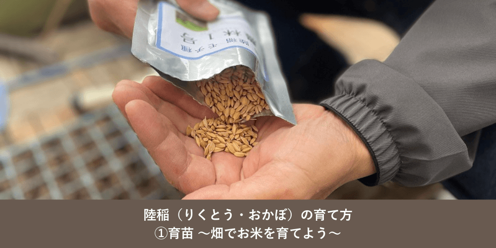 陸稲（りくとう・おかぼ）の育て方①育苗 ～畑でお米を育てよう～